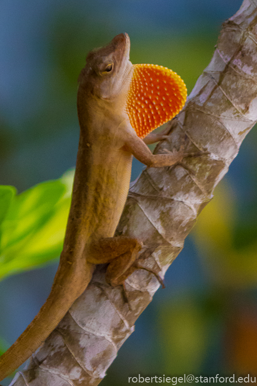 anole